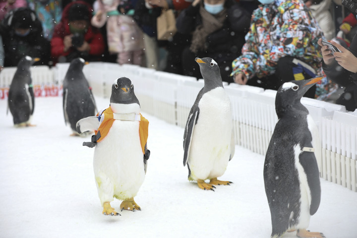 Pingüinos en Polarpark de Harbin