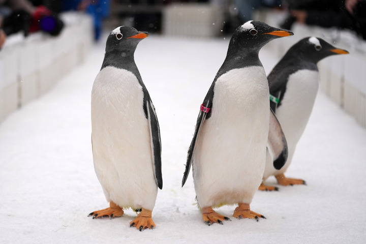 Pingüinos en Polarpark de Harbin