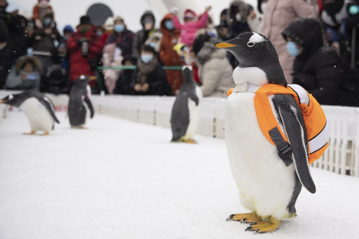 Pingüinos en Polarpark de Harbin