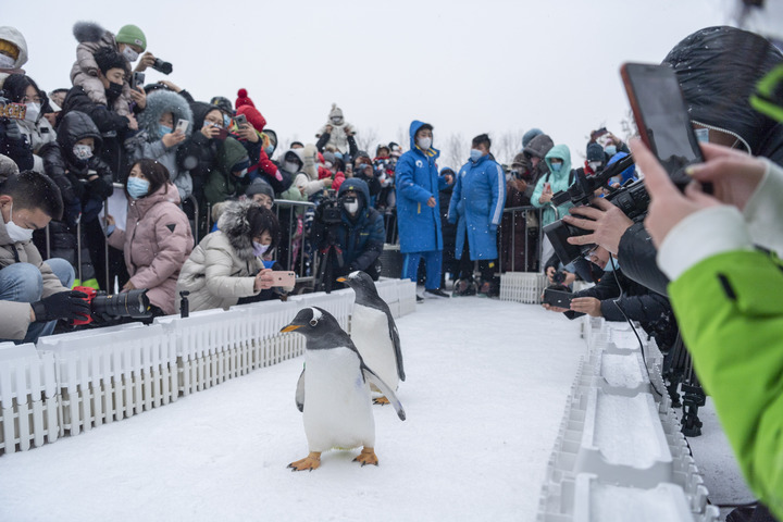 Pingüinos en Polarpark de Harbin