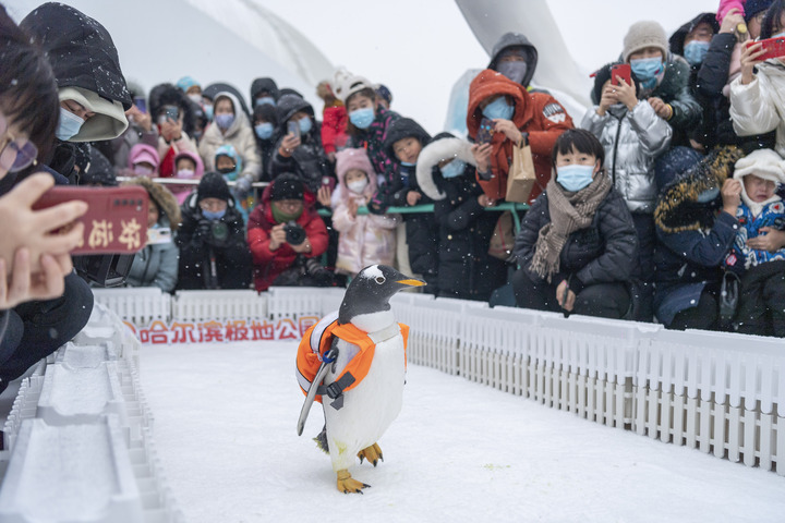 Pingüinos en Polarpark de Harbin