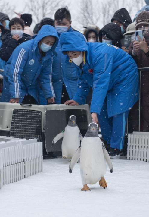 Pingüinos en Polarpark de Harbin