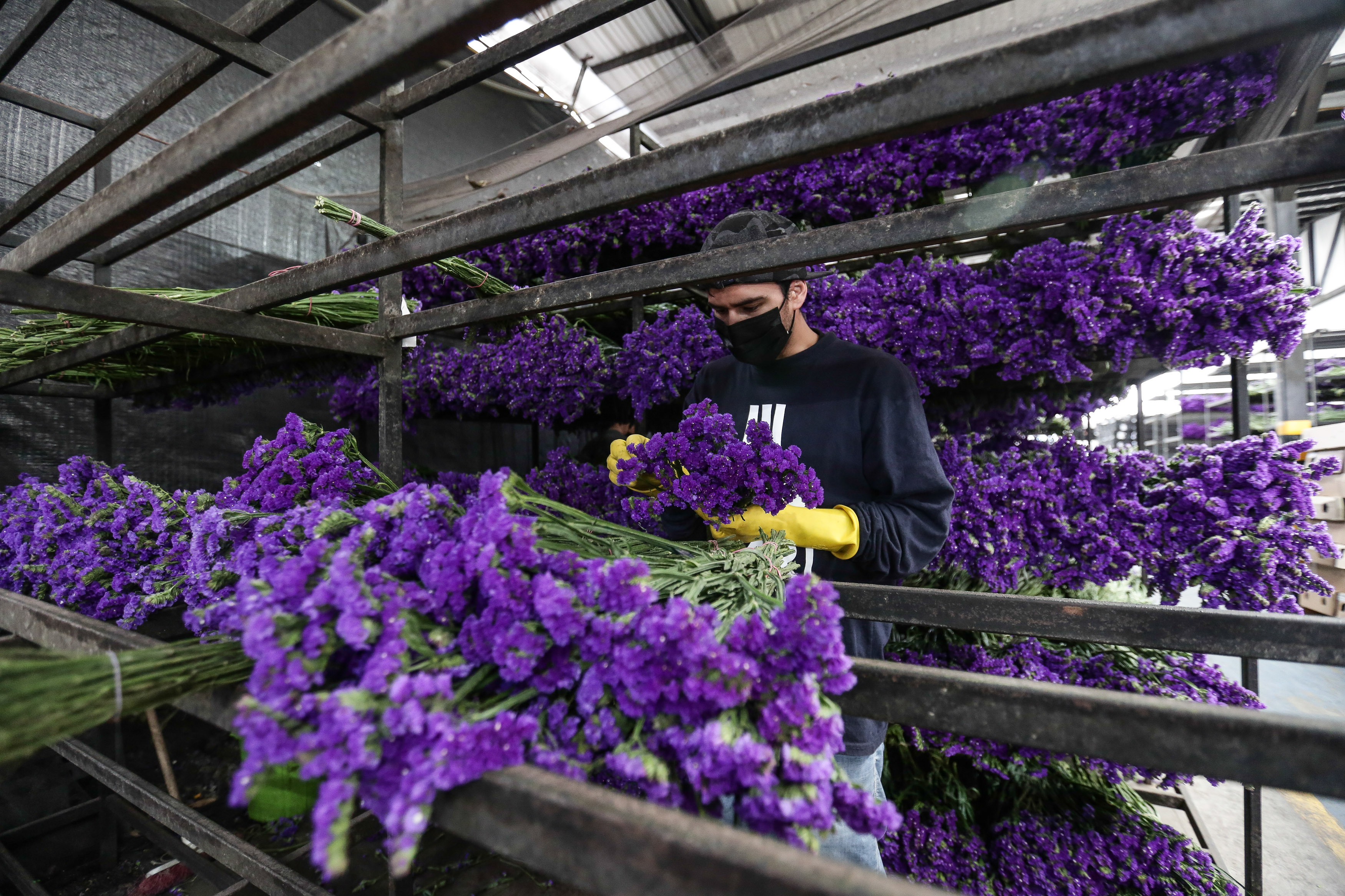 Crece exportación de flores colombianas tras crisis ocasionada por COVID-19