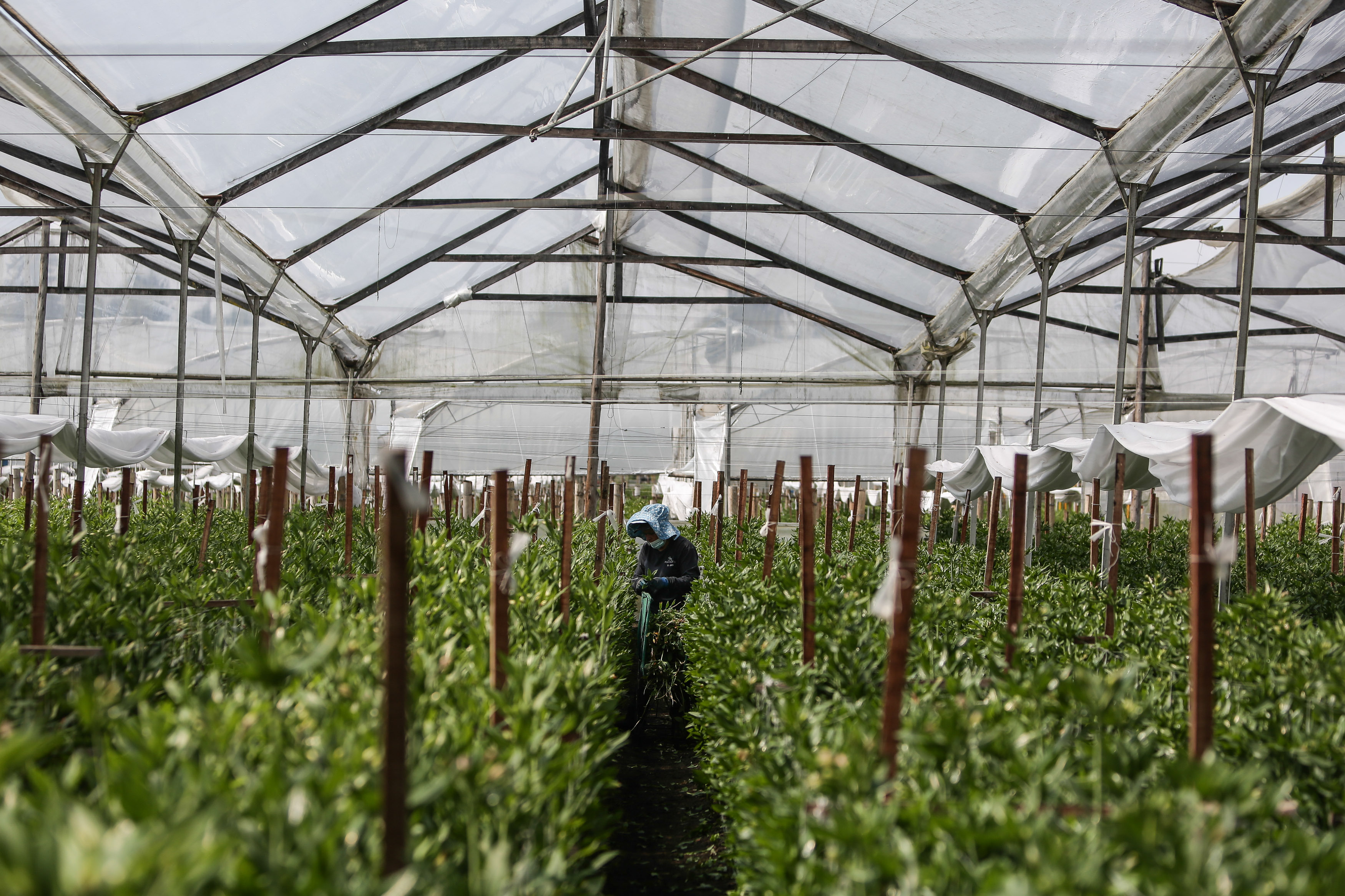 Crece exportación de flores colombianas tras crisis ocasionada por COVID-19