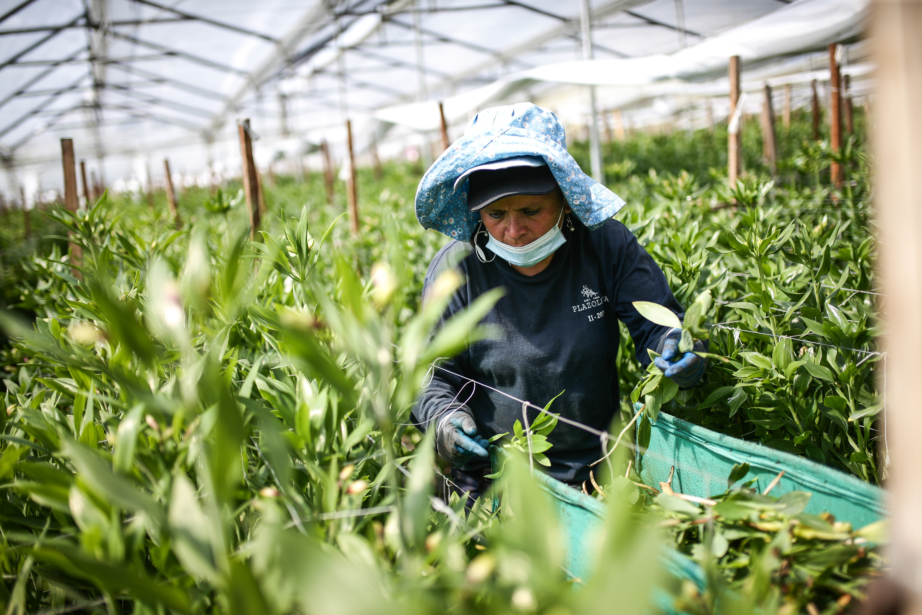 Crece exportación de flores colombianas tras crisis ocasionada por COVID-19