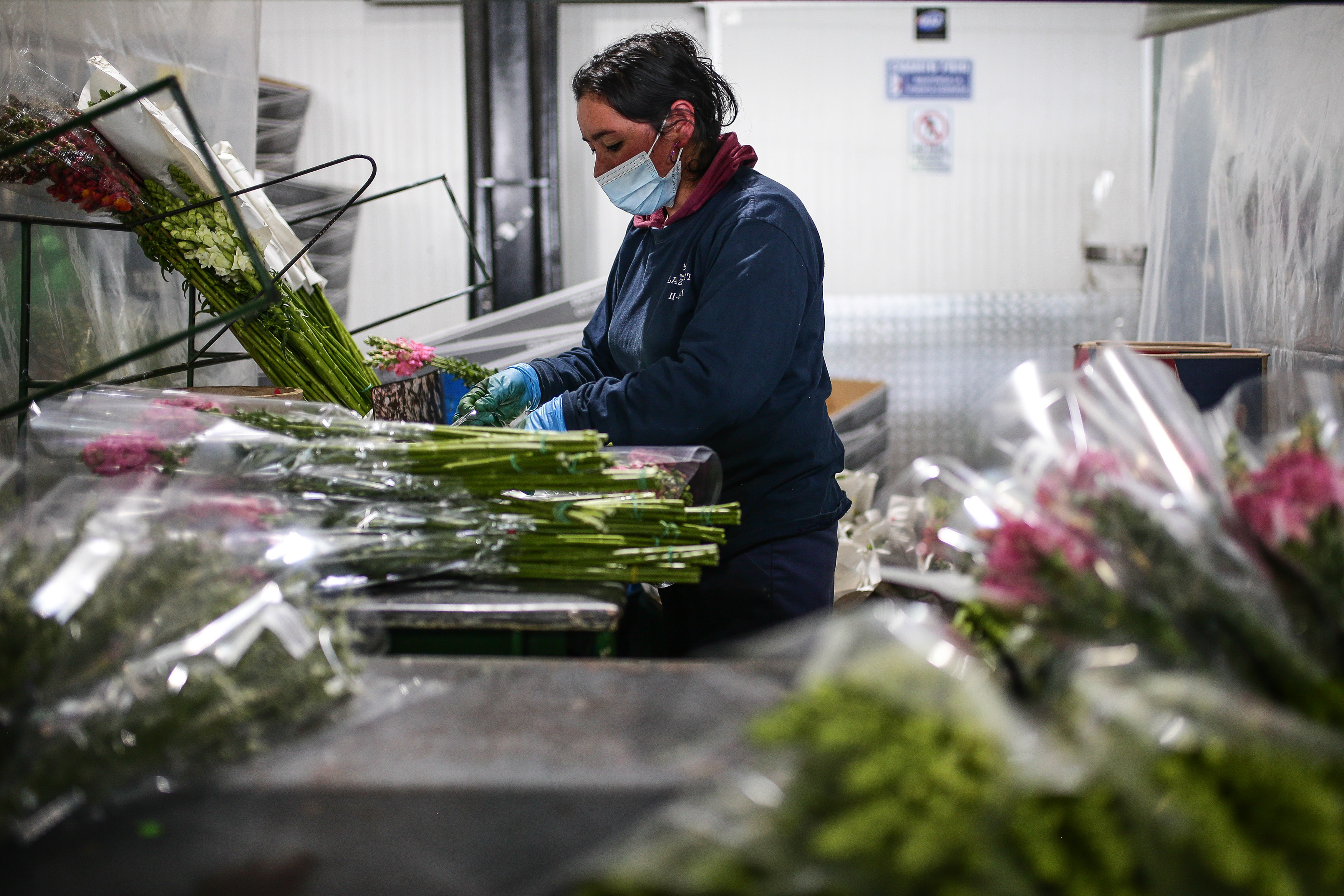 Crece exportación de flores colombianas tras crisis ocasionada por COVID-19