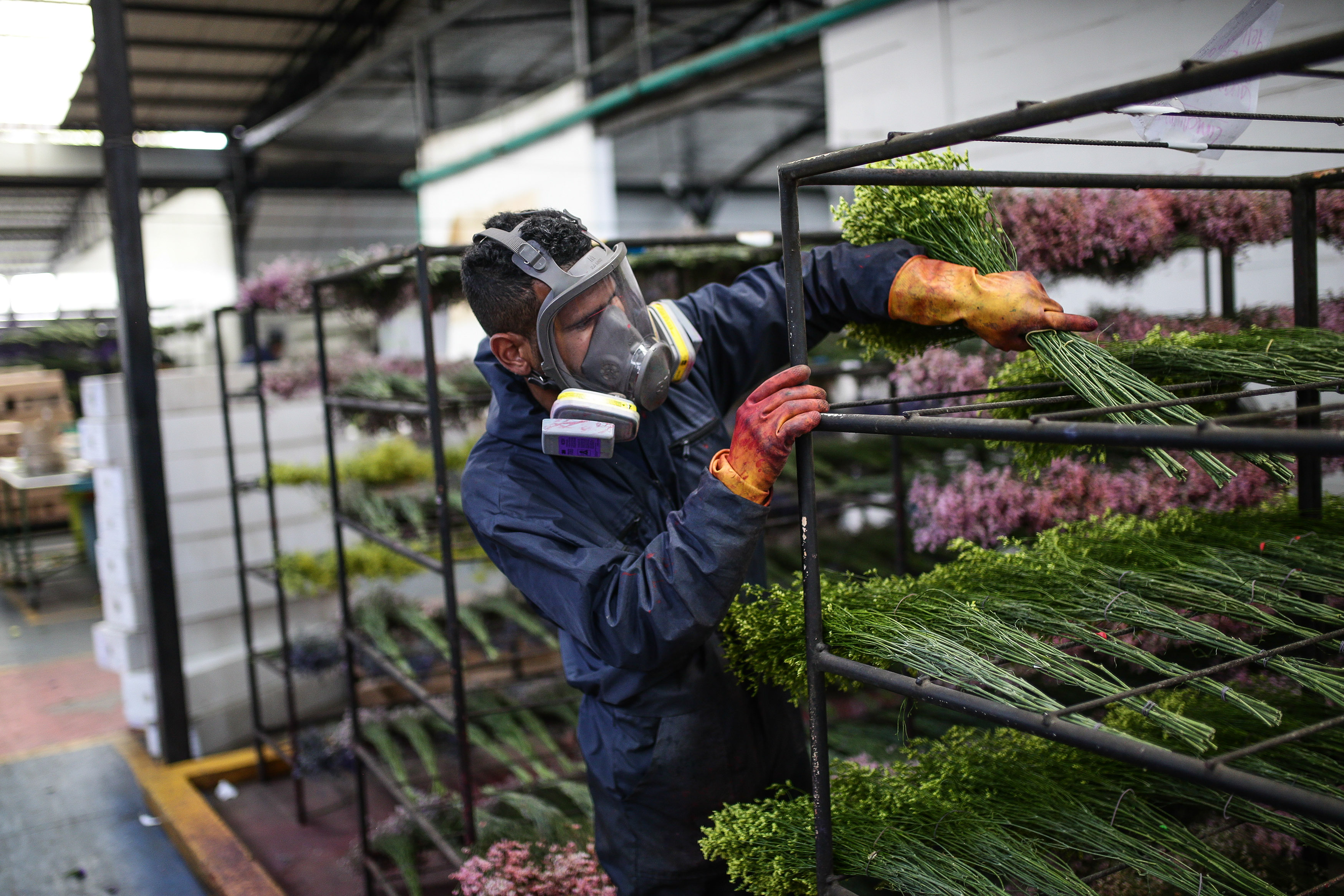 Crece exportación de flores colombianas tras crisis ocasionada por COVID-19