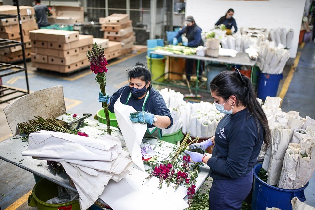 Crece exportación de flores colombianas tras crisis ocasionada por COVID-19