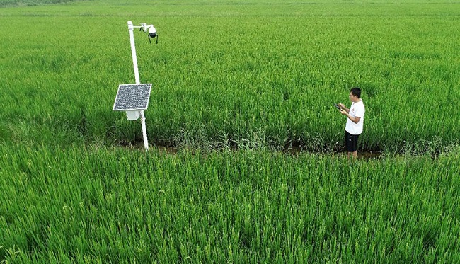 Tecnología digital de vanguardia para la vitalización rural en China