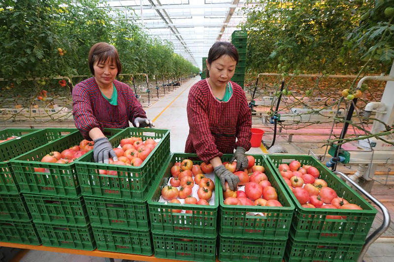 Tecnología digital de vanguardia para la vitalización rural en China