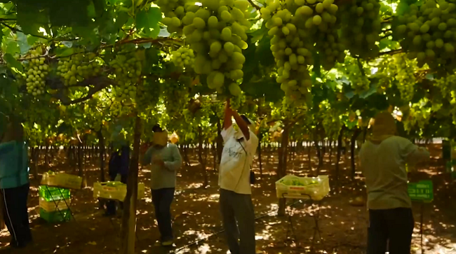 Variedad de uvas convierte a Perú en primer exportador mundial del producto en 2021, destaca presidenta de Promperú