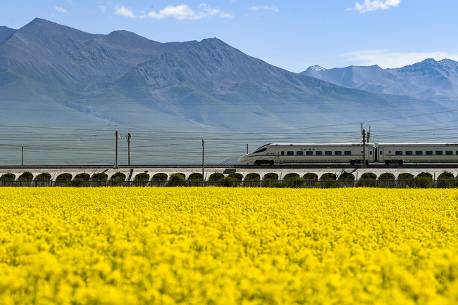 Campos de flores de col en Menyuan, Qinghai