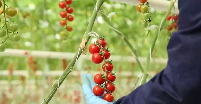 ESPECIAL: Sabor español impregna pueblo del tomate en China