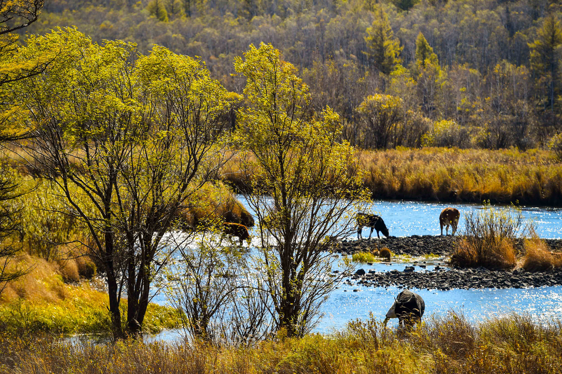 Mongolia Interior: Paisaje del Parque Forestal Nacional Arxan