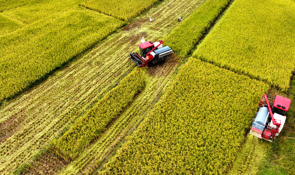 Shaanxi: Mejora del entorno ecológico en la ciudad de Hanzhong