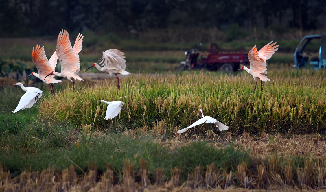 Shaanxi: Mejora del entorno ecológico en la ciudad de Hanzhong