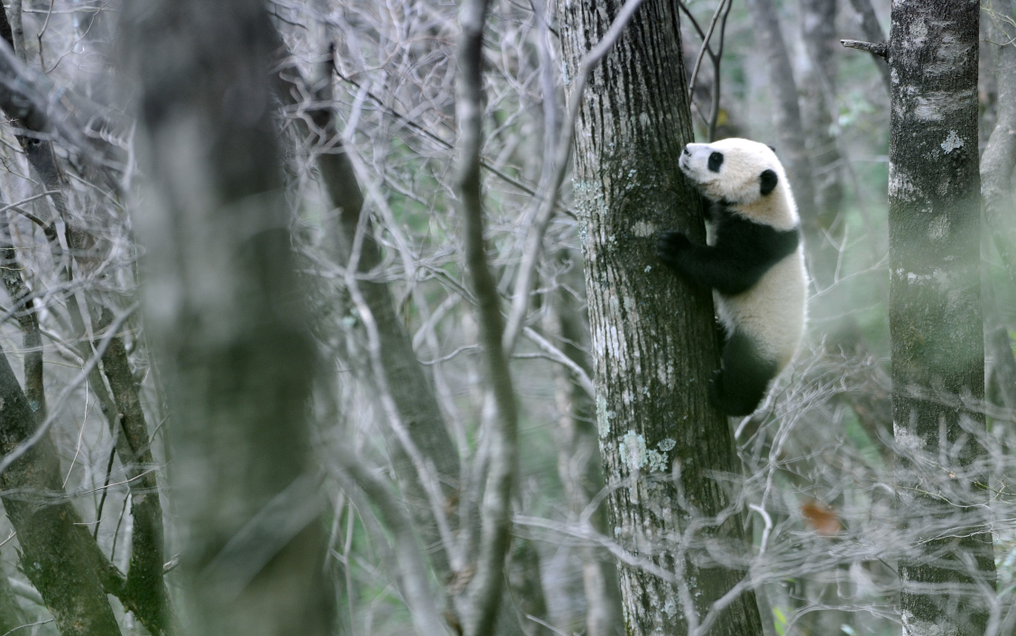 Shaanxi: Mejora del entorno ecológico en la ciudad de Hanzhong