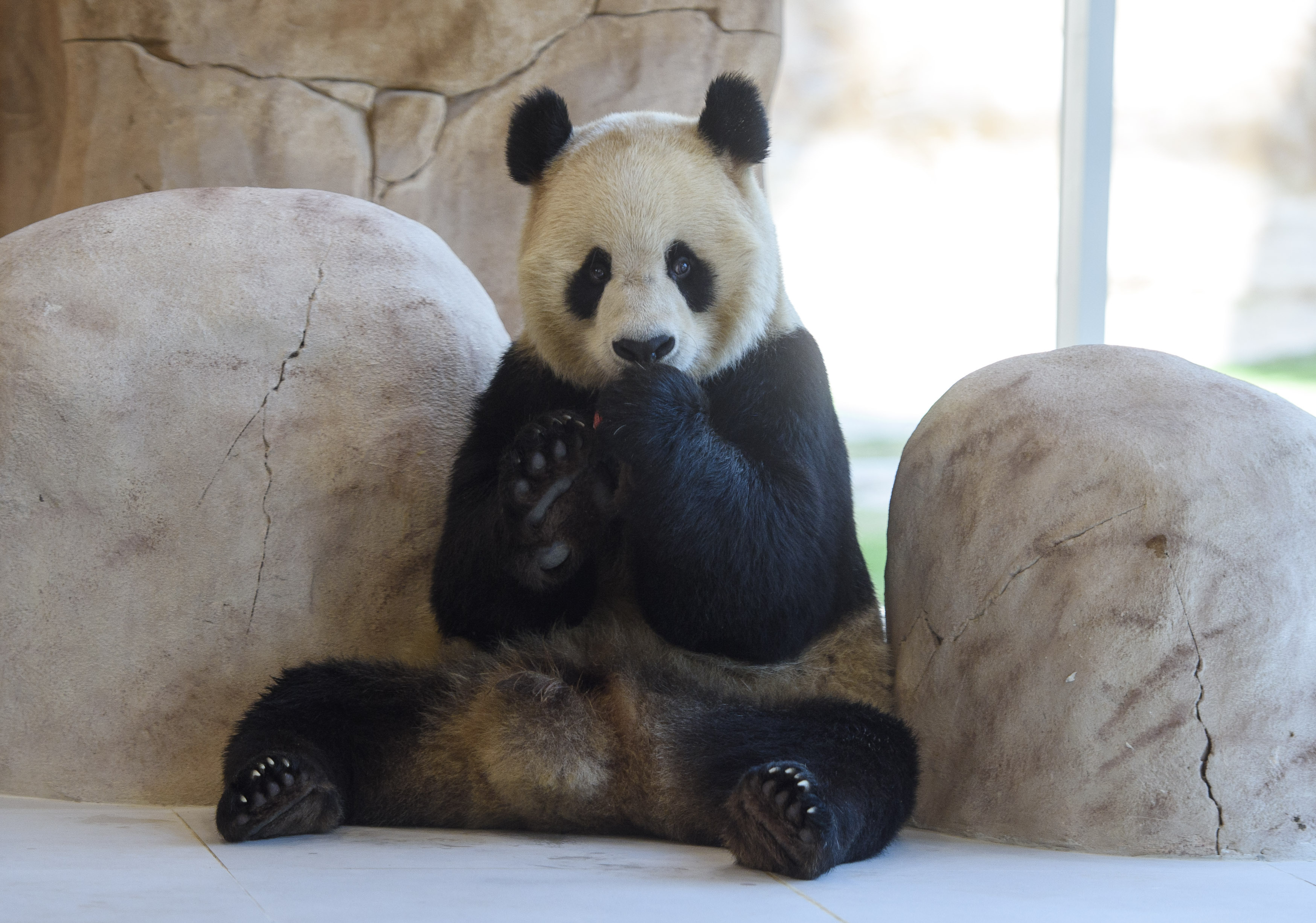 Pandas gigantes en la Casa del Panda en el parque Al Khor en Doha, Qatar