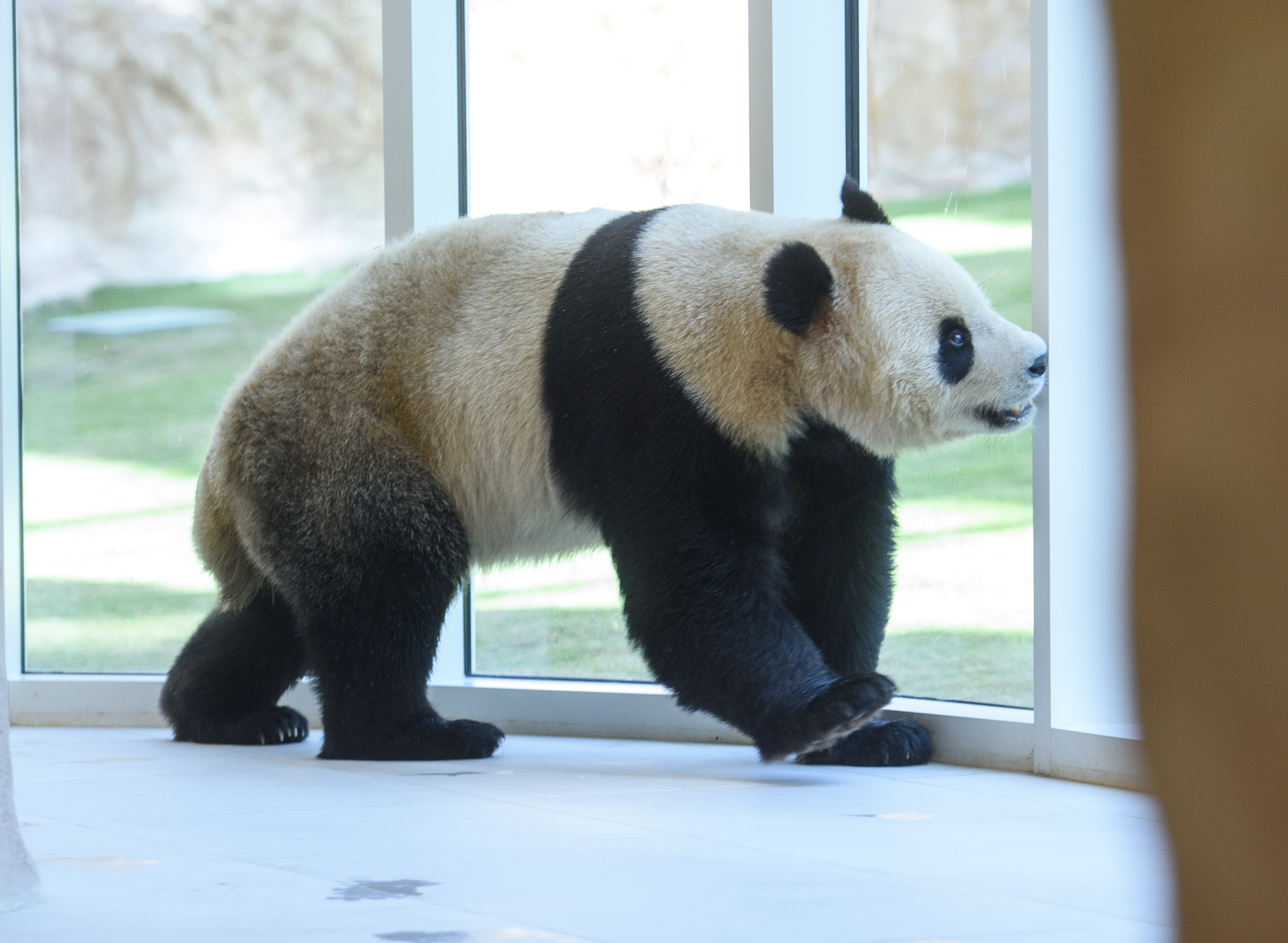 Pandas gigantes en la Casa del Panda en el parque Al Khor en Doha, Qatar