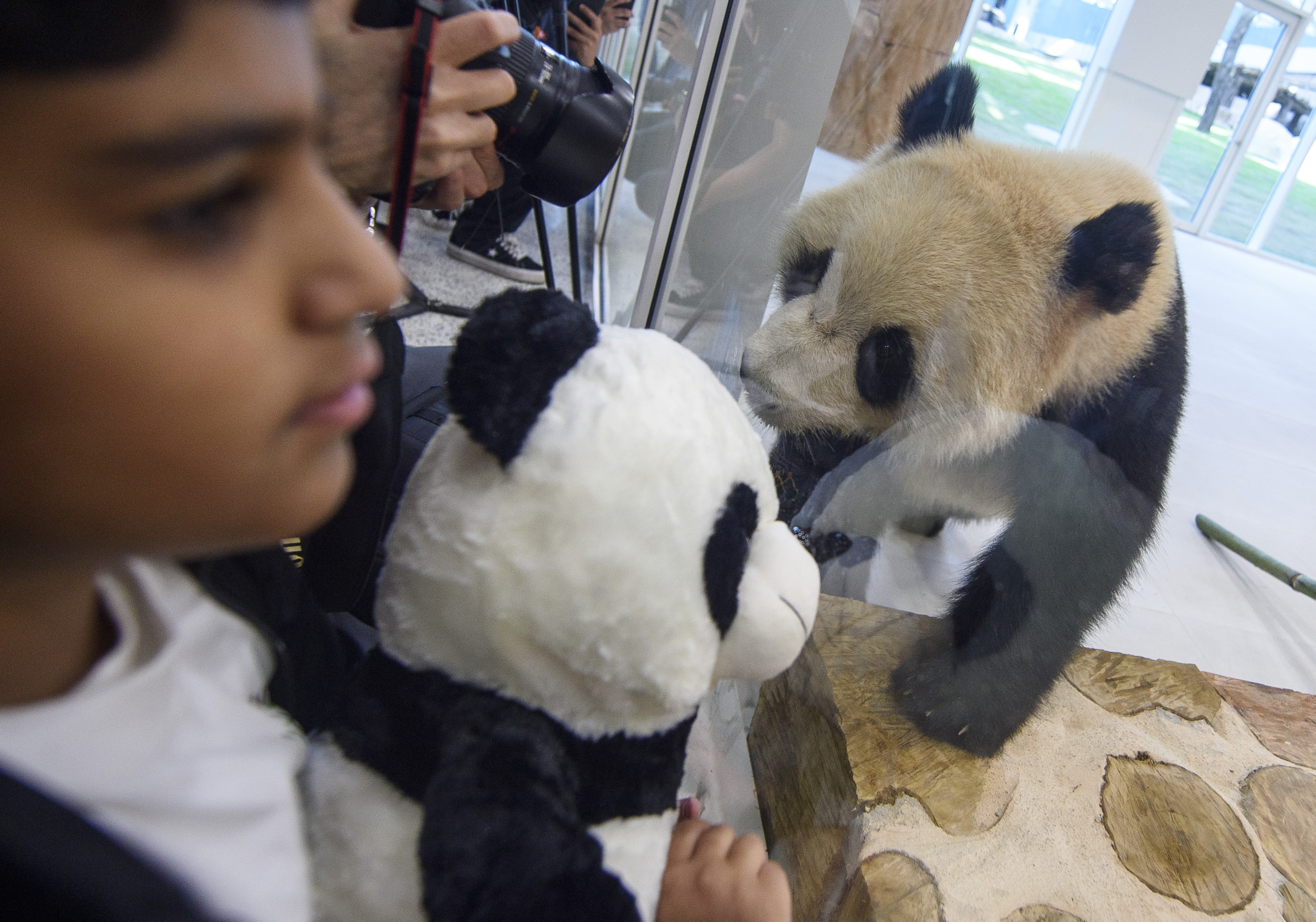 Pandas gigantes en la Casa del Panda en el parque Al Khor en Doha, Qatar