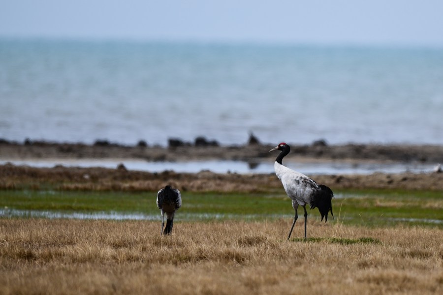 Paisaje del lago Qinghai